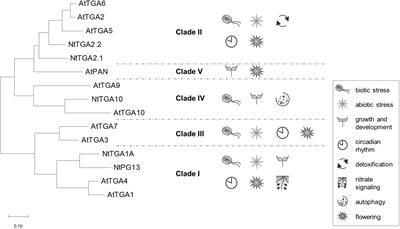 TGA transcription factors—Structural characteristics as basis for functional variability